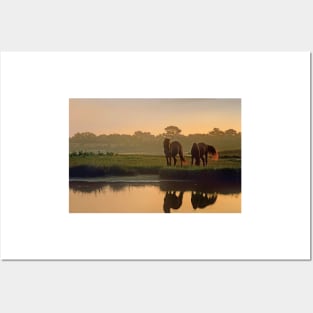 Wild Horse Pair Grazing At Assateague Island National Seashore Posters and Art